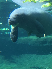 Trichechus