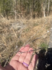 Lithospermum decipiens
