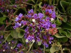 Limonium puberulum image