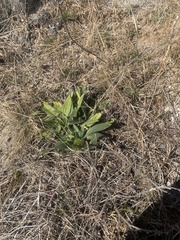 Lithospermum decipiens