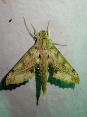 Xylophanes undata