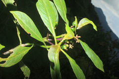 Palicourea demissa