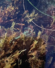 Chaetomorpha spiralis