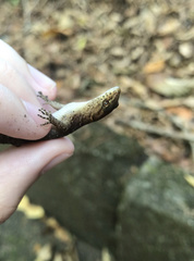 Gymnodactylus darwinii