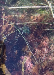 Chaetomorpha spiralis