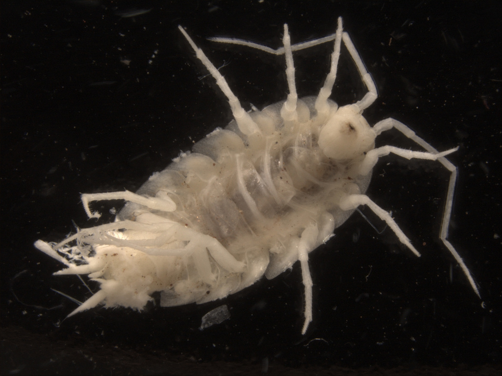 Abebaioscia