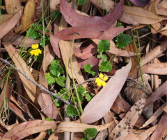 Goodenia hederacea alpestris