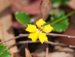 Goodenia hederacea alpestris