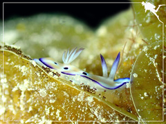 Goniobranchus leopardus