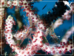 Manipontonia psamathe