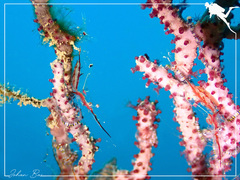 Manipontonia psamathe