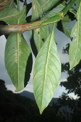 Palicourea demissa