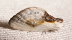 Cilix glaucata