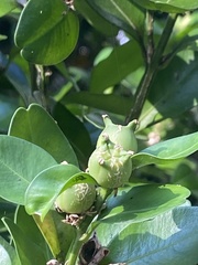 Buxus liukiuensis