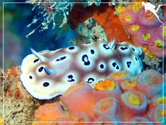 Goniobranchus leopardus