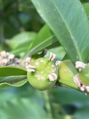 Buxus liukiuensis