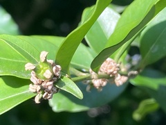 Buxus liukiuensis