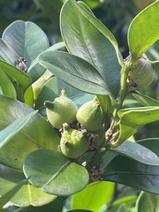 Buxus liukiuensis