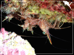 Rhynchocinetes durbanensis