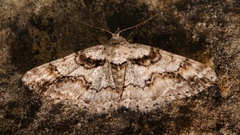 Cleora cinctaria