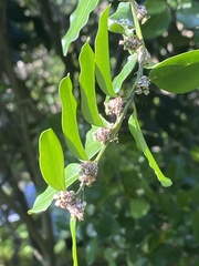Buxus liukiuensis