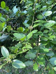 Buxus liukiuensis