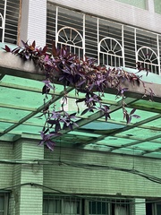 Tradescantia pallida