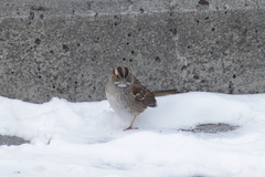 Zonotrichia albicollis