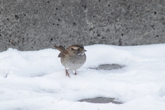 Zonotrichia albicollis