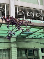 Tradescantia pallida