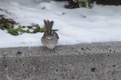 Zonotrichia albicollis