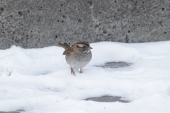 Zonotrichia albicollis