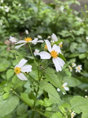 Bidens alba