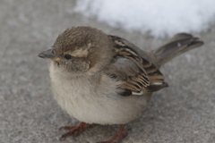 Passer domesticus