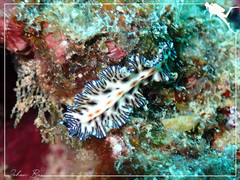 Maritigrella eschara