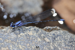 Argia talamanca