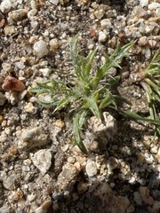 Loeseliastrum schottii