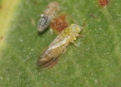 Cryptoneossa triangula