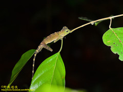 Gonocephalus bornensis