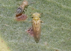 Cryptoneossa triangula