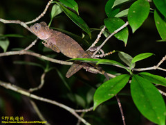 Gonocephalus bornensis