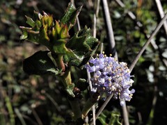 Ceanothus purpureus
