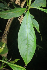 Palicourea demissa