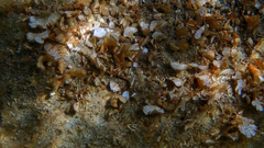 Padina pavonica