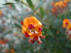 Gompholobium ovatum