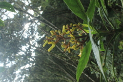 Palicourea demissa