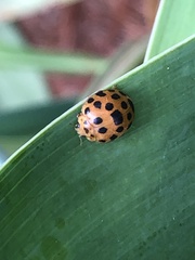 Henosepilachna vigintioctopunctata