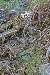 Arabis nuttallii
