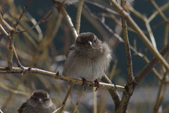 Passer domesticus