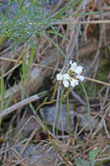 Arabis nuttallii
